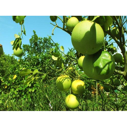 Giới thiệu về khu Resort